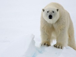 polar-bear-hero.jpg